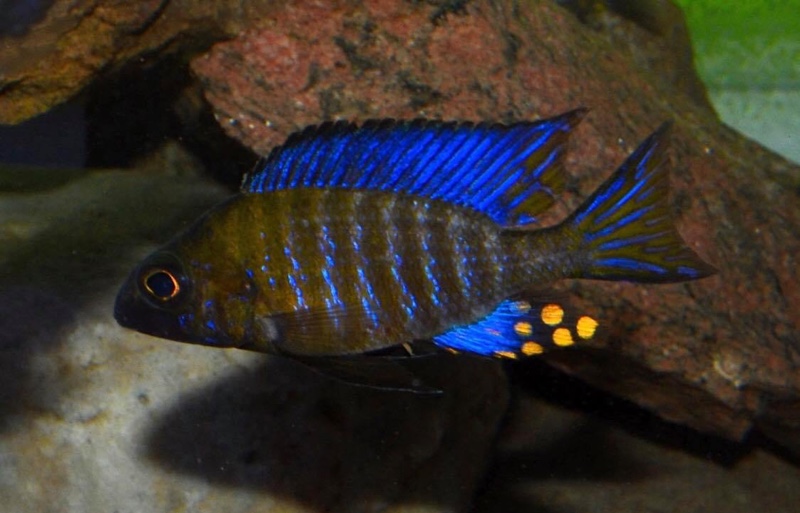 Aulonocara ethelwynnae 'Chitande Island'